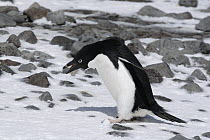Adelie Penguin (Pygoscelis adeliae) picking rock for nest, Weddell Sea, Antarctic Peninsula, Antarctica
