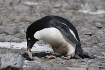 Adelie Penguin (Pygoscelis adeliae) picking rock for nest, Weddell Sea, Antarctic Peninsula, Antarctica