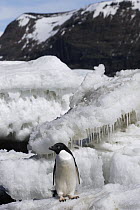 Adelie Penguin (Pygoscelis adeliae) on ice, Paulet Island, Antarctic Peninsula, Antarctica