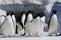 Adelie Penguin (Pygoscelis adeliae) group, Paulet Island, Antarctic Peninsula, Antarctica