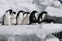 Adelie Penguin (Pygoscelis adeliae) group, Paulet Island, Antarctic Peninsula, Antarctica
