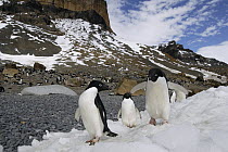 Adelie Penguin (Pygoscelis adeliae) nesting colony, Brown Bluff, Antarctic Peninsula, Antarctica
