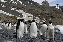 Adelie Penguin (Pygoscelis adeliae) group walking to sea, Brown Bluff, Antarctic Peninsula, Antarctica