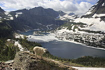Mountain Goat (Oreamnos americanus) kid in alpine zone, Glacier National Park, Montana