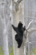 Black Bear (Ursus americanus) female climbing tree to den, Glacier National Park, Montana