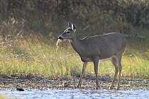 White-tailed Deer (Odocoileus virginianus) doe feeding on Common Water-crowfoot (Ranunculus aquatilis) on lake shore, Glacier National Park, Montana