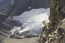Mountain Goat (Oreamnos americanus) and Sexton Glacier in late summer, Glacier National Park, Montana