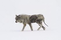 Gray Wolf (Canis lupus) diseased with scabies, Yellowstone National Park, Wyoming