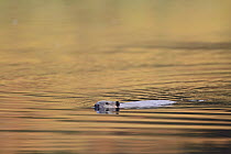 American Beaver (Castor canadensis) swimming in pond, Glacier National Park, Montana