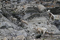 Bighorn Sheep (Ovis canadensis) ewe and lambs climbing on cliff, Glacier National Park, Montana