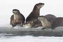 North American River Otter (Lontra canadensis) family on frozen river, Yellowstone National Park, Wyoming