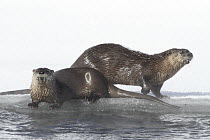 North American River Otter (Lontra canadensis) pair on frozen river, Yellowstone National Park, Wyoming