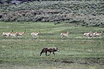 Gray Wolf (Canis lupus) with Pronghorn Antelope (Antilocapra americana) herd running in the background, Yellowstone National Park, Wyoming