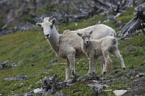 Bighorn Sheep (Ovis canadensis) ewe and lamb, Glacier National Park, Montana