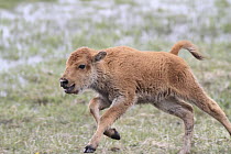 American Bison (Bison bison) calf running, Yellowstone National Park, Wyoming