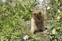Columbian Ground Squirrel (Spermophilus columbianus) carrying nesting materials, Glacier National Park, Montana