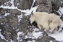 Mountain Goat (Oreamnos americanus) male climbing on cliff, Glacier National Park, Montana