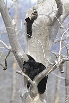 Black Bear (Ursus americanus) mother and cub near tree den, Glacier National Park, Montana