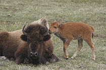 American Bison (Bison bison) calf nuzzling mother, Yellowstone National Park, Wyoming