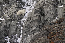 Mountain Goat (Oreamnos americanus) male climbing on cliff, Glacier National Park, Montana