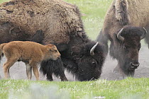 American Bison (Bison bison) females and calves, Yellowstone National Park, Wyoming