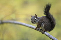 Red Squirrel (Tamiasciurus hudsonicus), Montana