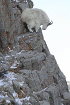 Mountain Goat (Oreamnos americanus) on cliff, Glacier National Park, Montana