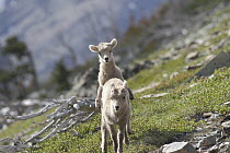 Bighorn Sheep (Ovis canadensis) lambs playing, Glacier National Park, Montana