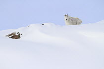 Mountain Goat (Oreamnos americanus) male in snow, Glacier National Park, Montana