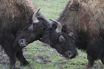 American Bison (Bison bison) males fighting, Yellowstone National Park, Wyoming
