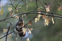 Red Squirrel (Tamiasciurus hudsonicus) eating Maple (Acer glabrum) seeds, Montana