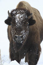 American Bison (Bison bison) sub-adult in snow, Yellowstone National Park, Wyoming