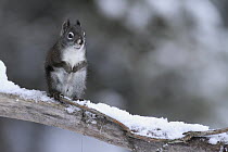 Red Squirrel (Tamiasciurus hudsonicus) in winter, Montana