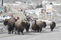 American Bison (Bison bison) herd on road in Gardiner just outside of Yellowstone National Park, Montana