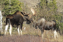 Moose (Alces alces shirasi) bull and calf, Glacier National Park, Montana