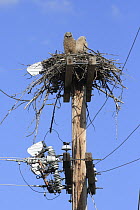 Great Horned Owl (Bubo virginianus) chicks in nest on power pole, Montana