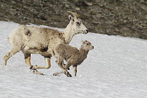 Bighorn Sheep (Ovis canadensis) ewe and lamb running, Glacier National Park, Montana