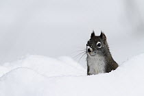 Red Squirrel (Tamiasciurus hudsonicus) in snow, Montana