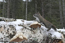 Red Squirrel (Tamiasciurus hudsonicus) on tree trunk in coniferous forest, Montana