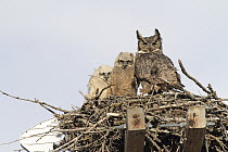 Great Horned Owl (Bubo virginianus) in nest with chicks, Montana