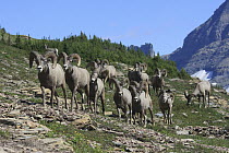 Bighorn Sheep (Ovis canadensis) rams, Glacier National Park, Montana