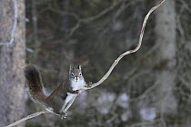 Red Squirrel (Tamiasciurus hudsonicus) climbing branch, Montana
