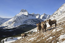 Bighorn Sheep (Ovis canadensis) rams in alpine zone, Glacier National Park, Montana