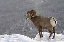 Bighorn Sheep (Ovis canadensis) ram in winter, Glacier National Park, Montana