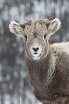 Bighorn Sheep (Ovis canadensis) lamb, Glacier National Park, Montana