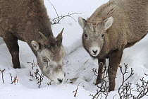 Bighorn Sheep (Ovis canadensis) ewe and lamb grazing in snow, Glacier National Park, Montana
