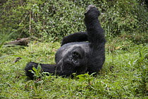 Mountain Gorilla (Gorilla gorilla beringei) male resting, Parc National des Volcans, Rwanda