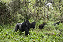 Mountain Gorilla (Gorilla gorilla beringei) silverback and family, Parc National des Volcans, Rwanda