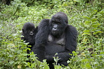 Mountain Gorilla (Gorilla gorilla beringei) mother and two year old baby, Parc National des Volcans, Rwanda