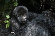 Mountain Gorilla (Gorilla gorilla beringei) one and a half year old baby laying on mother's back, Parc National des Volcans, Rwanda